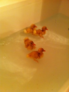 Ducks in the Bath Tub